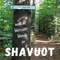 Banner Image for Olam Chesed family Shavuot walk in Wiessner Woods